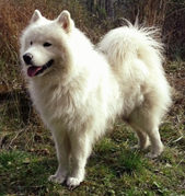 Samoyed white